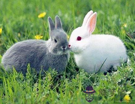 屬兔的幸運色是什麼