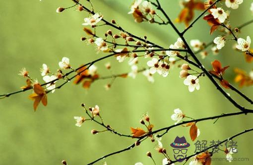 本命年什麼屬相可以戴本生肖 本命年戴相合生肖能提好運