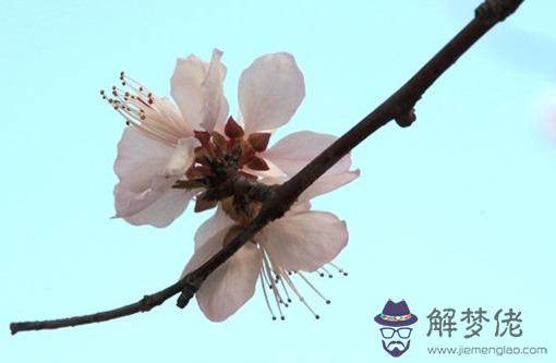 生肖屬羊人2022年農歷二月的偏財財運如何 運勢有所改善