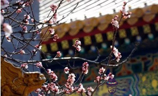 2022年屬蛇人4月最吉利的數字和幸運色盤點 橘紅色旺感情