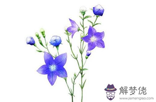 屬虎女人佩戴什麼金飾 金項鏈讓屬虎女你金貴高雅