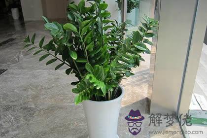 事業不順養什麼植物 好養活又旺事業的風水植物推薦