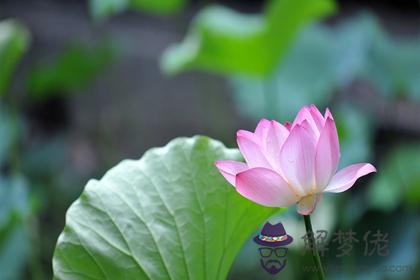 2022壬寅虎年出生屬虎命里缺什麼 屬虎本命年大忌