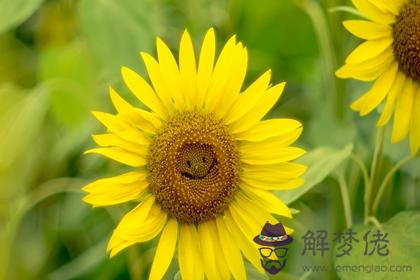 2023年容易生女孩的生肖 生肖豬是適合生孩子的