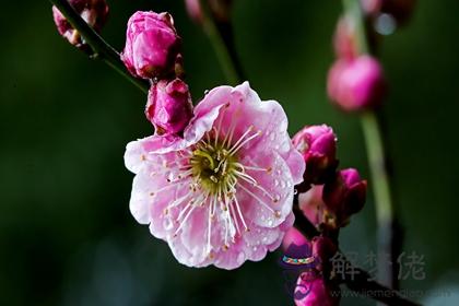 屬虎和屬猴八字好嗎 屬虎和屬猴的人性格