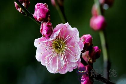 屬虎和屬猴八字好嗎 屬虎和屬猴的人性格