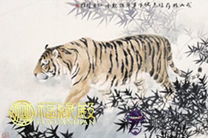 屬兔的男生和屬虎的女生幸福指數(圖文)