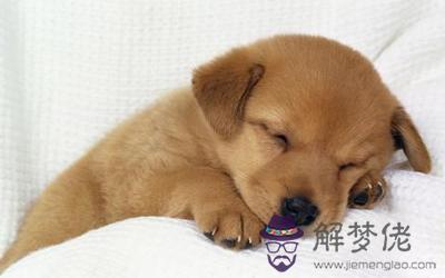 屬狗卯時出生的人運勢好不好(圖文)