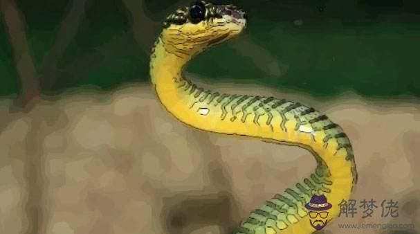 生肖蛇與什麼八字不合的簡單介紹