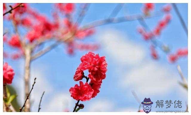 八字犯桃花就一定出軌嗎的簡單介紹