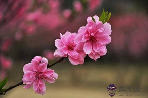 八字犯桃花就一定出軌嗎的簡單介紹
