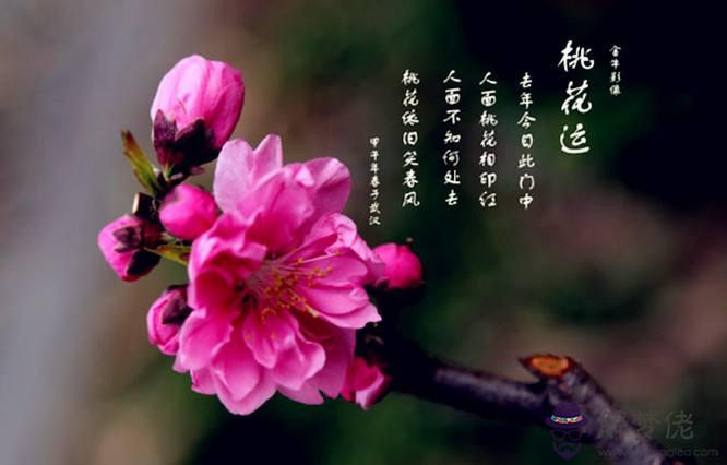 八字里有一個桃花運