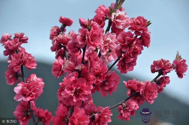 包含2018年桃花旺的男女八字的詞條