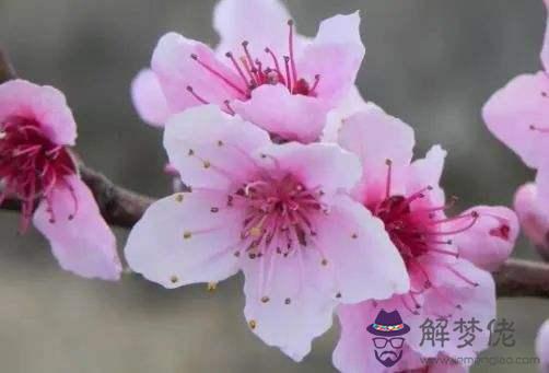 八字怎麼分四季桃花