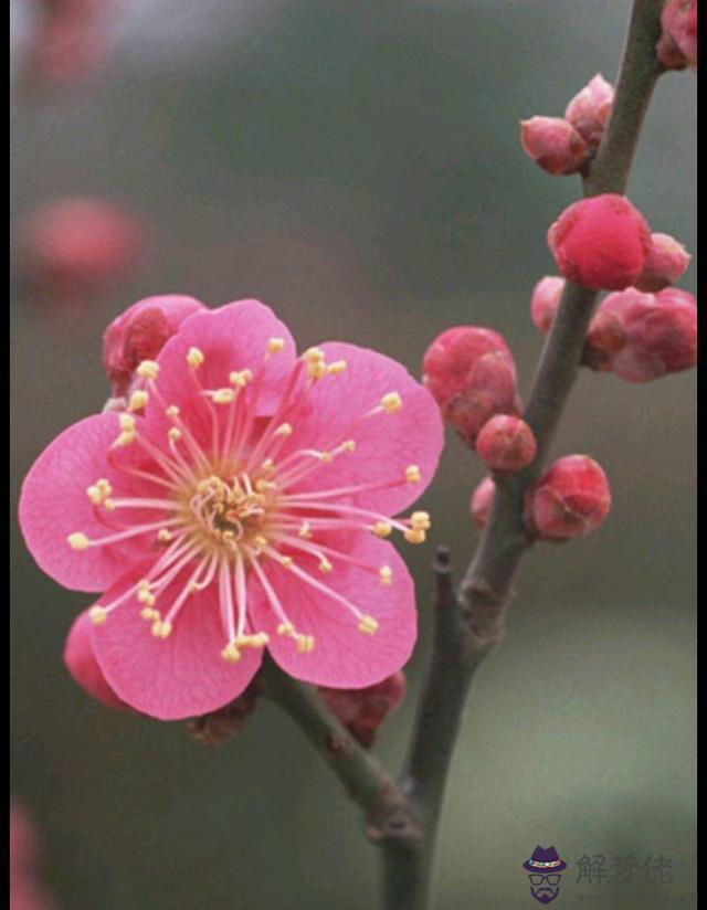 八字和梅花哪個
