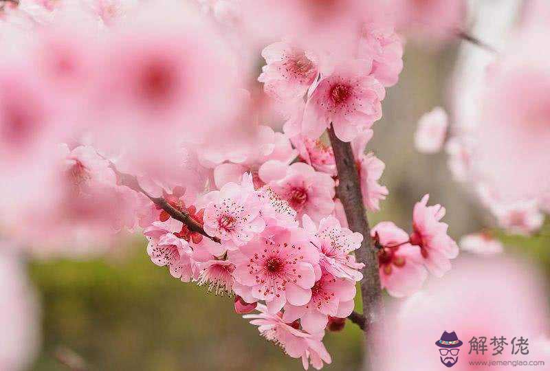 怎樣看八字是否桃花旺