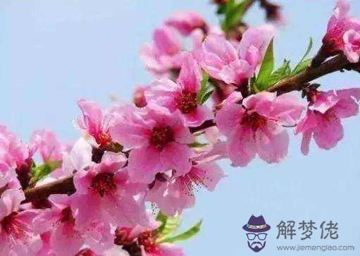 怎樣看八字是否桃花旺