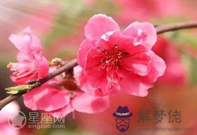 怎麼查八字中的桃花