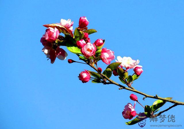 八字里沒有食神是什麼意思