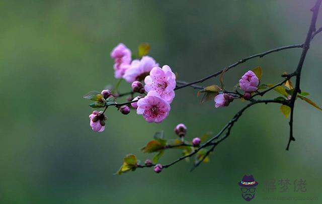 八字里沒有食神是什麼意思