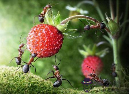 家里突然很多螞蟻是什麼預兆