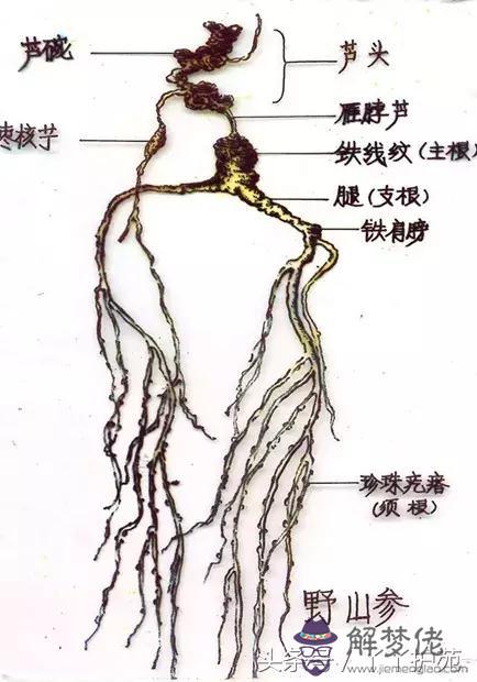 八字開頭中藥