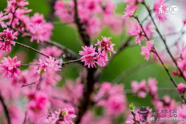 八字命里一生犯桃花什麼意思