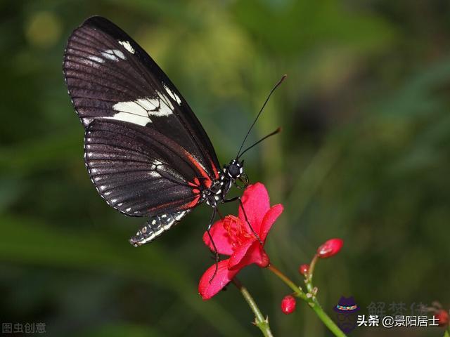 景陽居士八字三十七