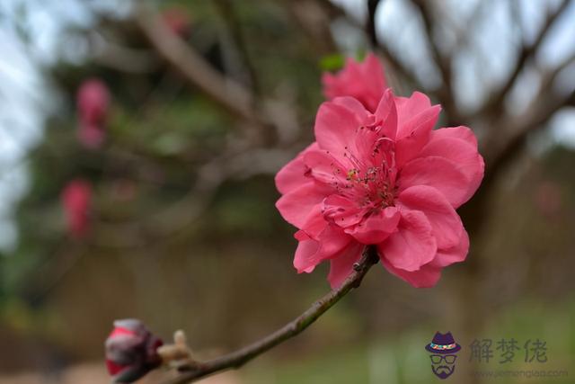 八字桃花是什麼意