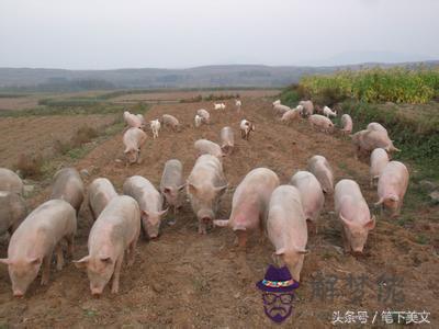 看八字算泄露天機嗎