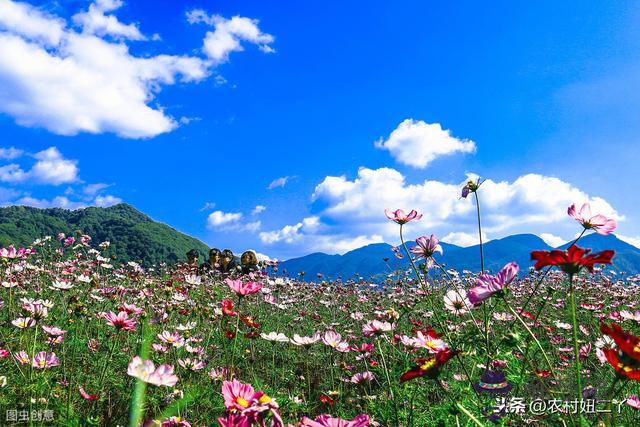 宮度算命妻宮什麼意思