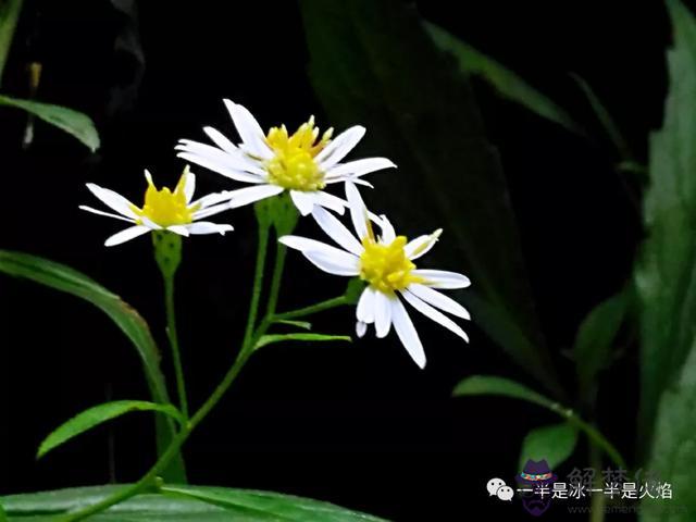 算命書上的并肩是什麼意思 算命書上的并肩是什麼意思
