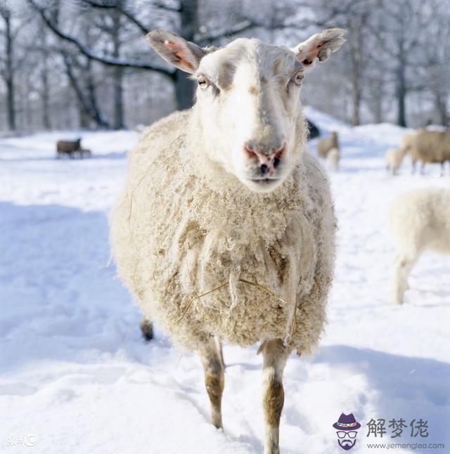 算命羊人什麼意思