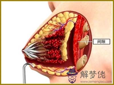 八字胸是什麼意思