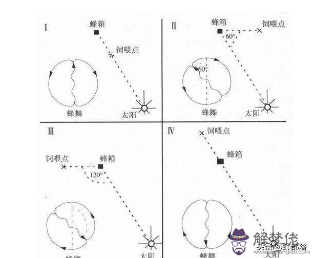 如果蜜蜂跳八字舞意思是說