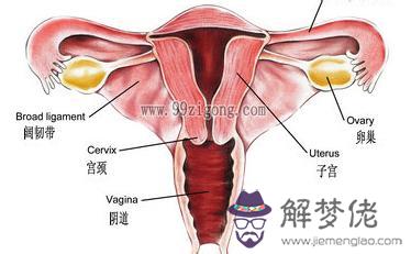 子宮內膜呈八字形是什麼意思