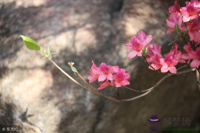 蒲松齡八字命理