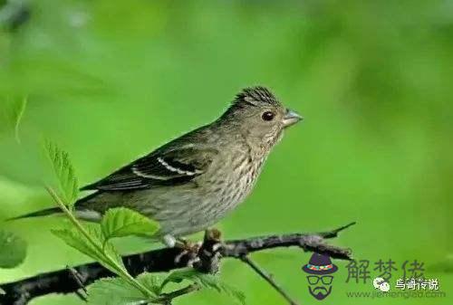 麻料鳥八字鏈扣