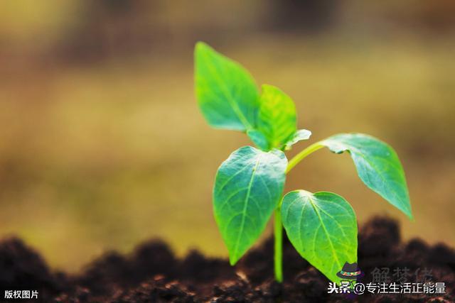 扎跟扎在墻底下的命運是什麼意思