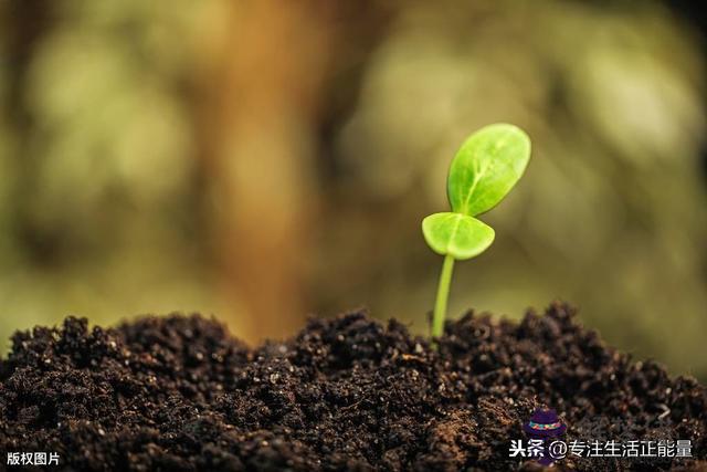 扎跟扎在墻底下的命運是什麼意思