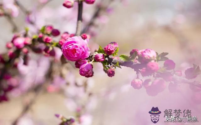 命運里十里桃花紅是什麼意思