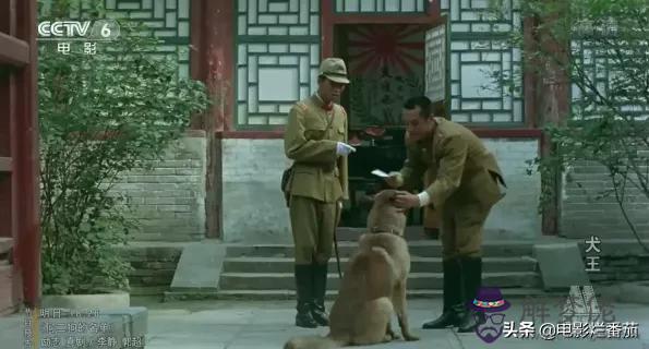 我的命運是軍犬命什麼意思