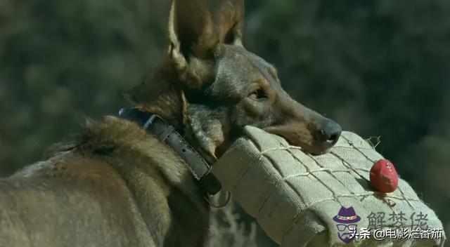 我的命運是軍犬命什麼意思