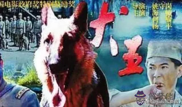 我的命運是軍犬命什麼意思