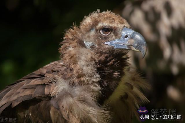 算命犯花粉殺是什麼意思