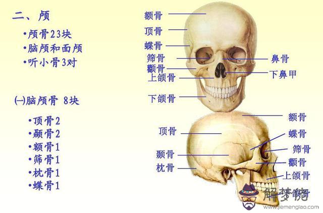 眼睛下方有條八字溝叫什麼