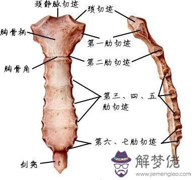 眼睛下方有條八字溝叫什麼