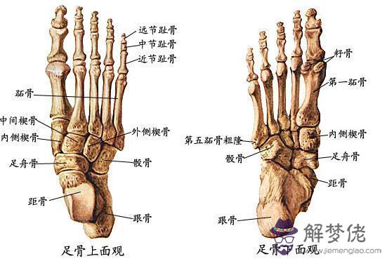 眼睛下方有條八字溝叫什麼