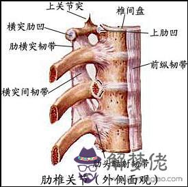 眼睛下方有條八字溝叫什麼