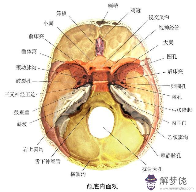 眼睛下方有條八字溝叫什麼